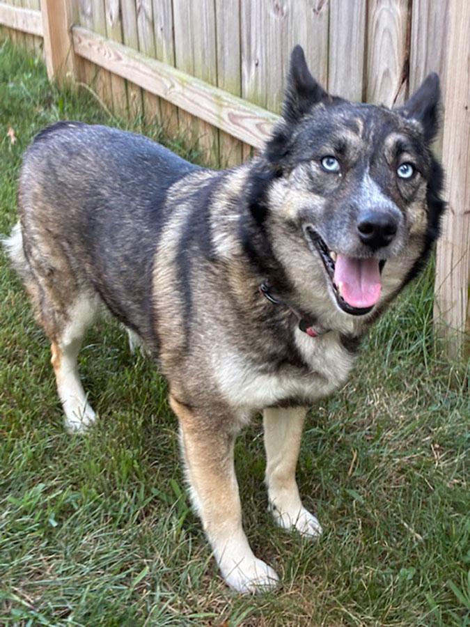 Enlarge Estrella, a ADOPTABLE mixed breed in Bowie, MD image 2/6
