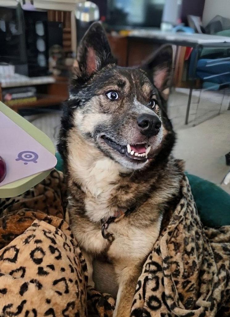 Estrella, ADOPTABLE, Young Female Husky.