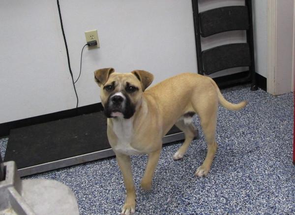 Skynyrd, Adoptable, Young Male Shepherd & Pit Bull Terrier.