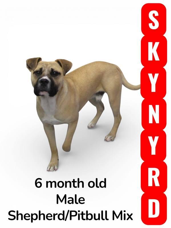 Enlarge Skynyrd, a Adoptable mixed breed in Nicholasville, KY image 2/2