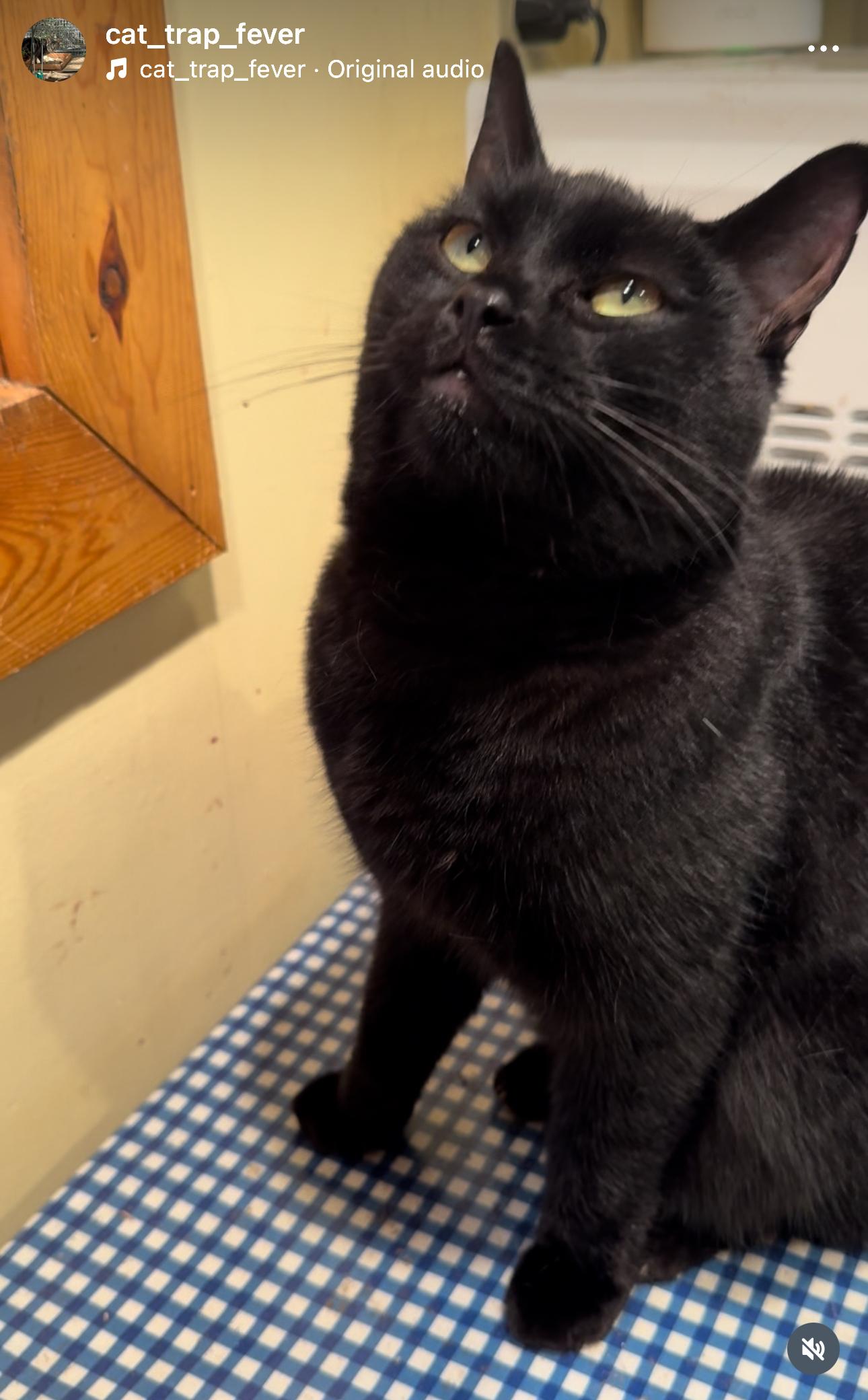 Max, a Adoptable Domestic Short Hair in Belding, MI image 1/3