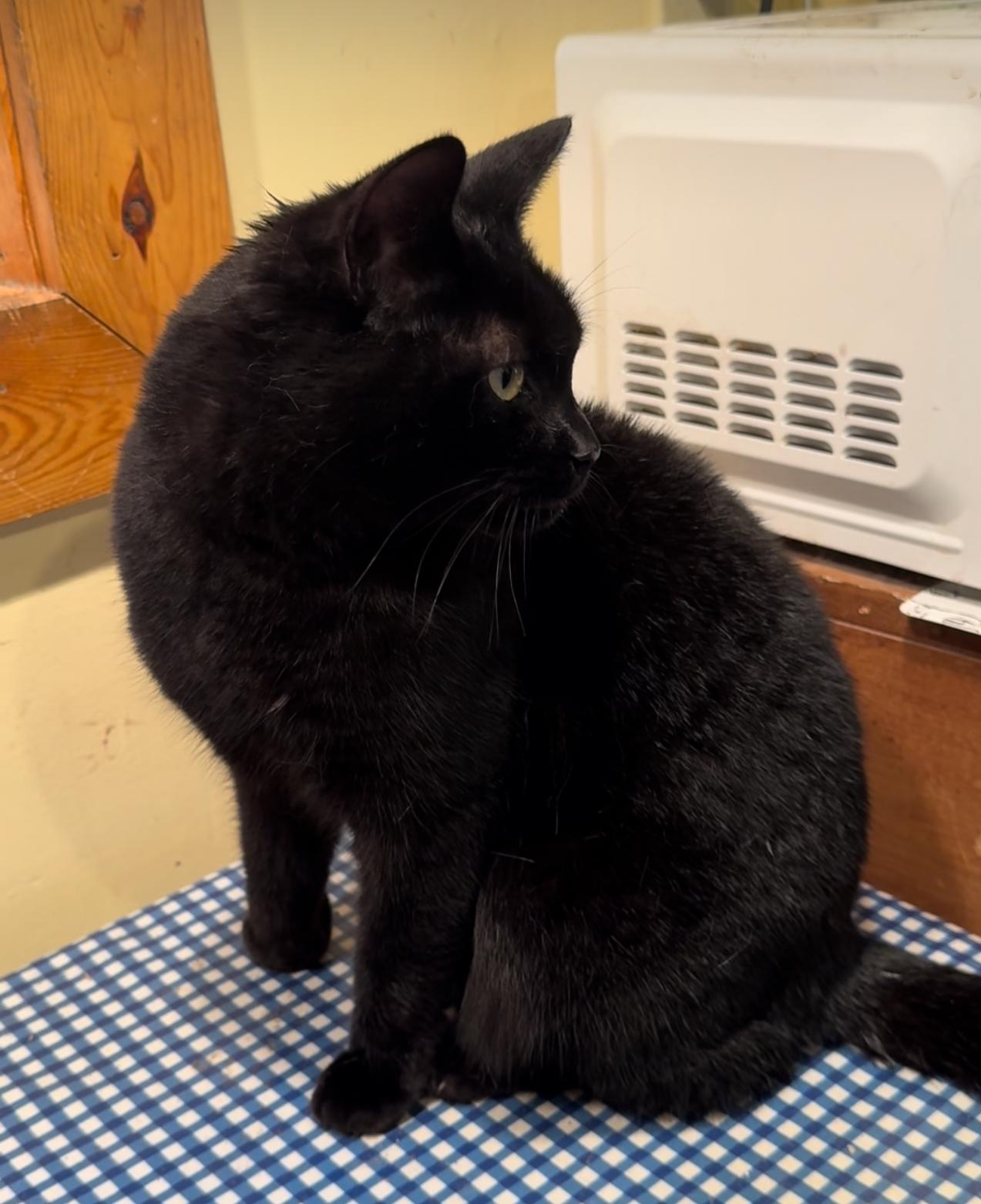 Max, a Adoptable Domestic Short Hair in Belding, MI image 2/3
