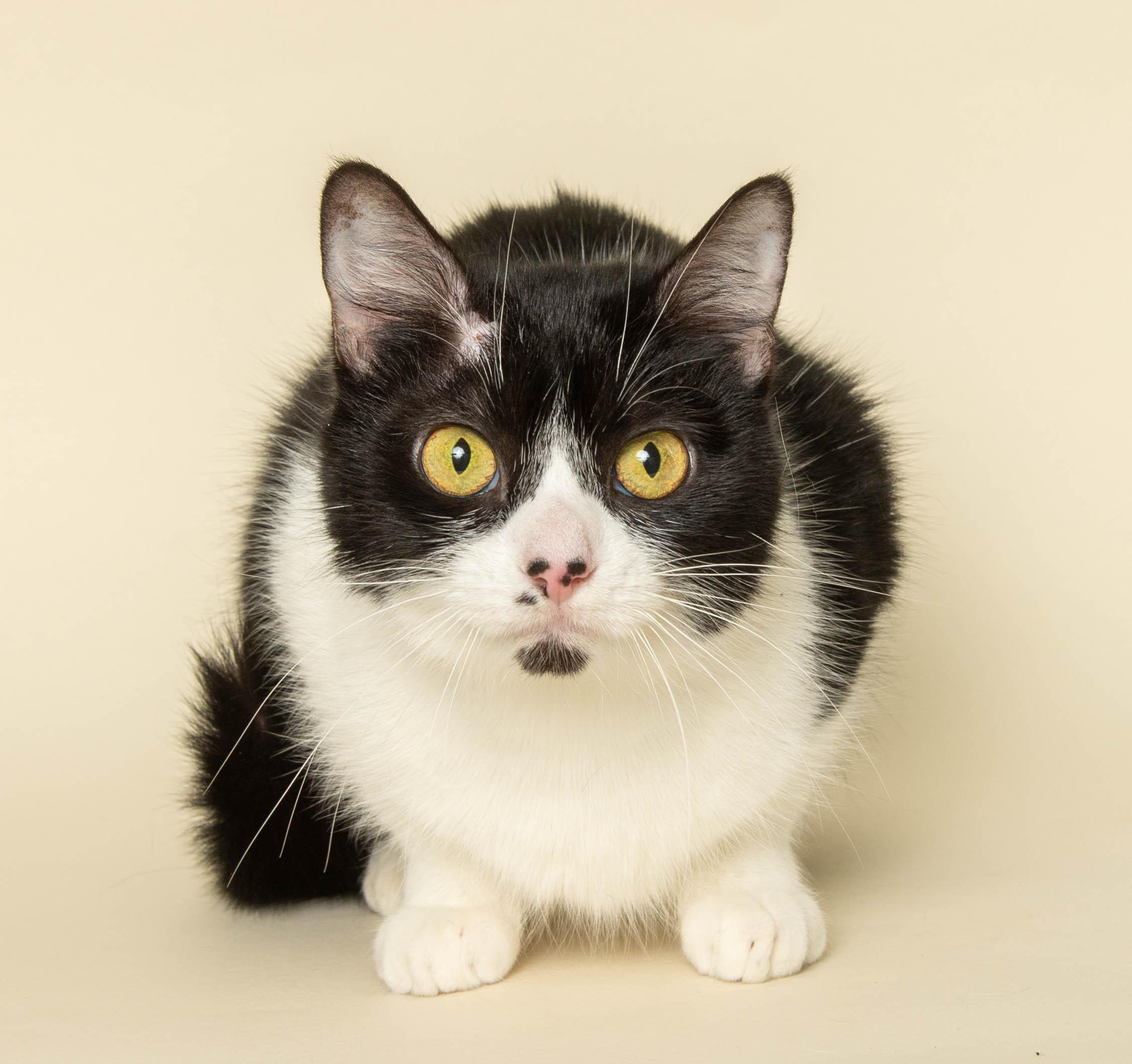 OPAL, a ADOPTABLE Domestic Short Hair in Wyandotte, MI image 2/2