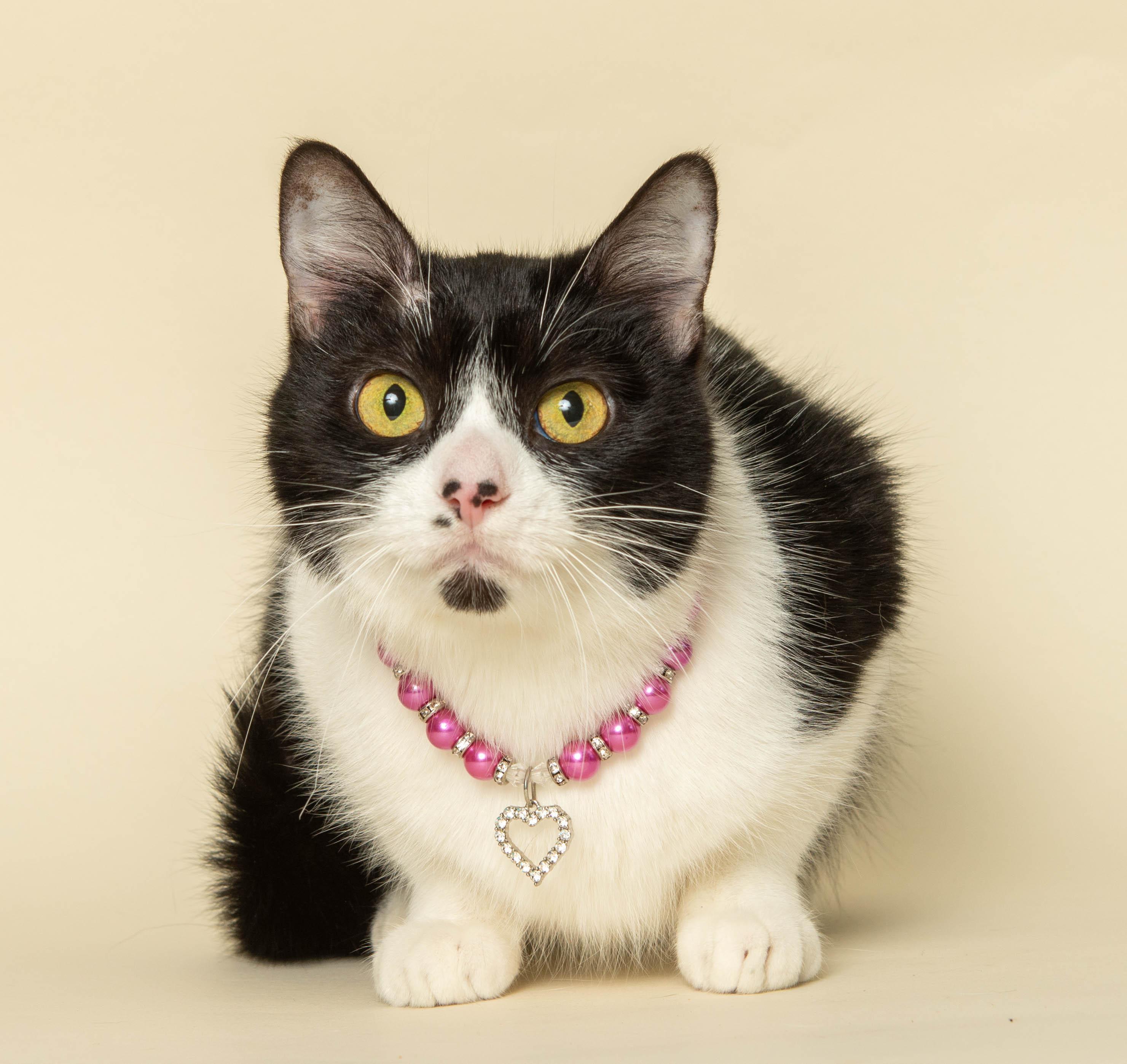 OPAL, a ADOPTABLE Domestic Short Hair in Wyandotte, MI image 1/2