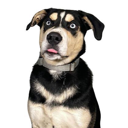 Enlarge Darton, a Adoptable mixed breed in Reno, NV image 1/1