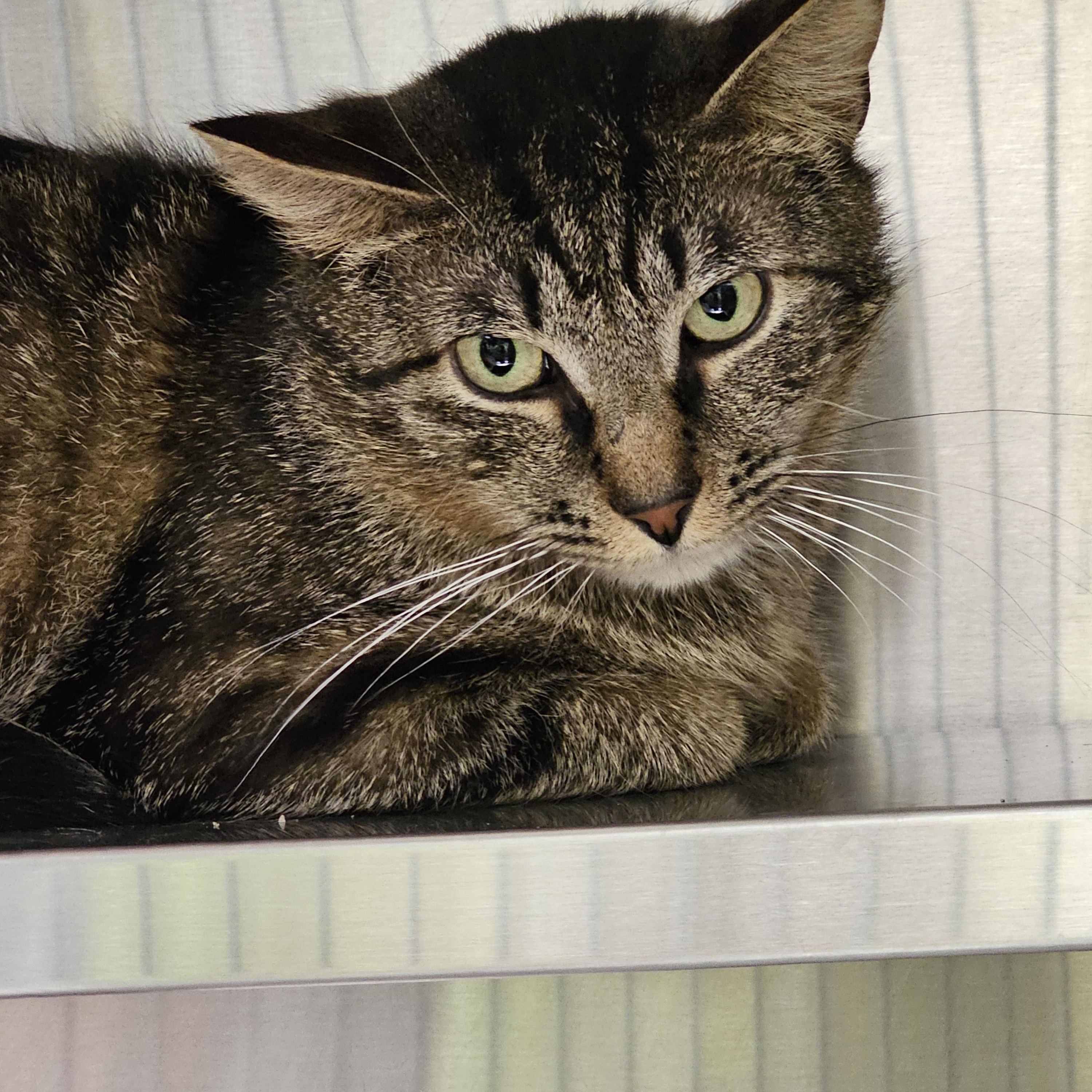 Jester, ADOPTABLE, Adult Male Domestic Short Hair.