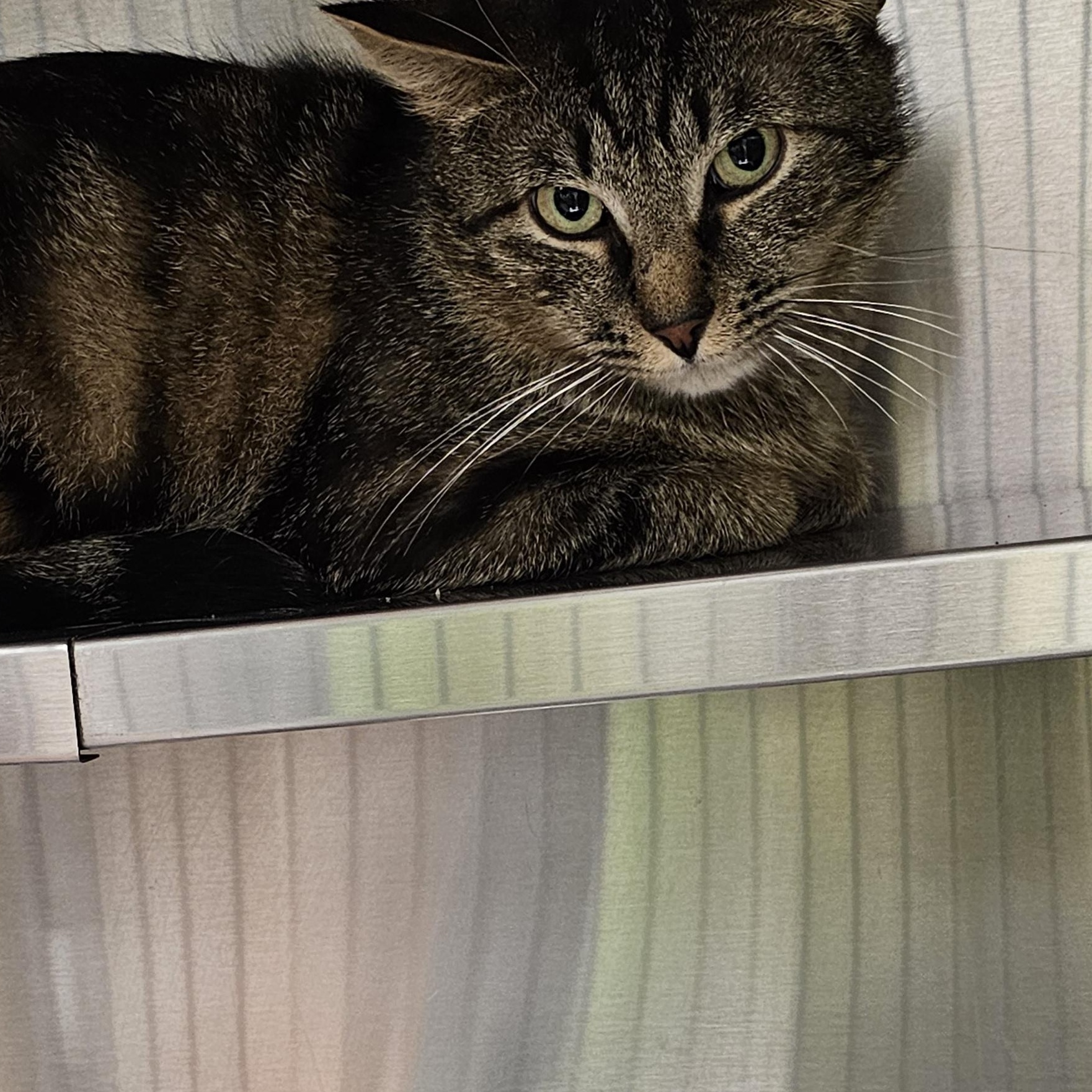 Jester, a ADOPTABLE Domestic Short Hair in Stratford, CT image 2/2