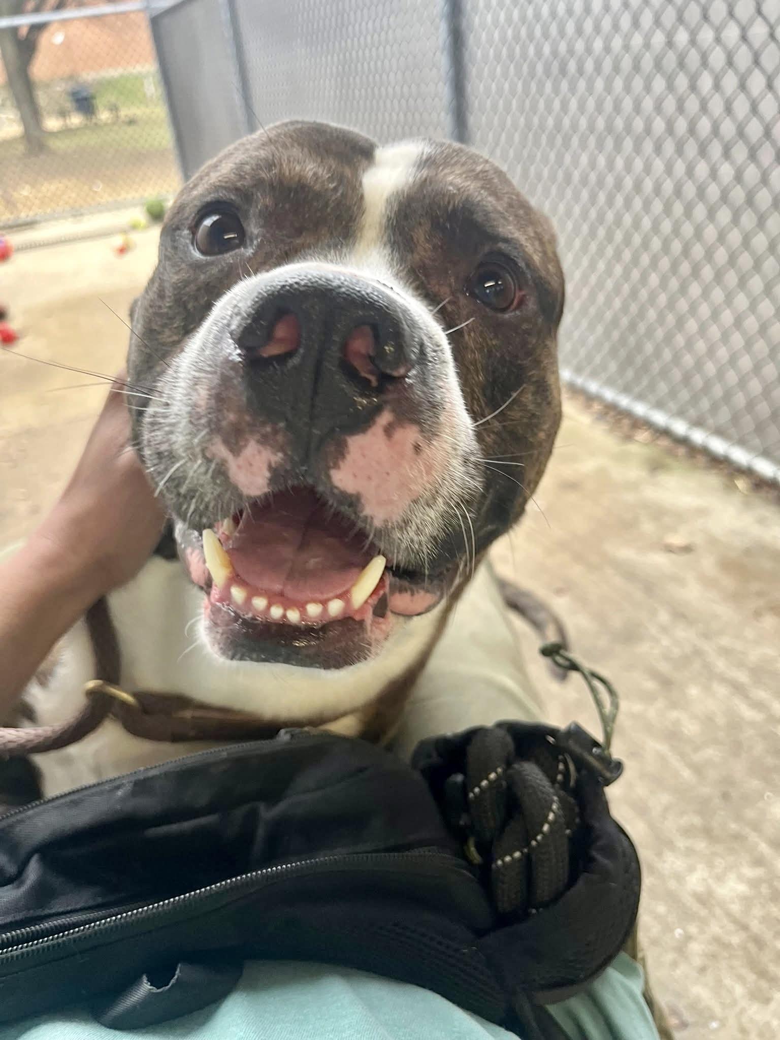 Geno, an adopted Pit Bull Terrier in Chicago, IL image 2/5
