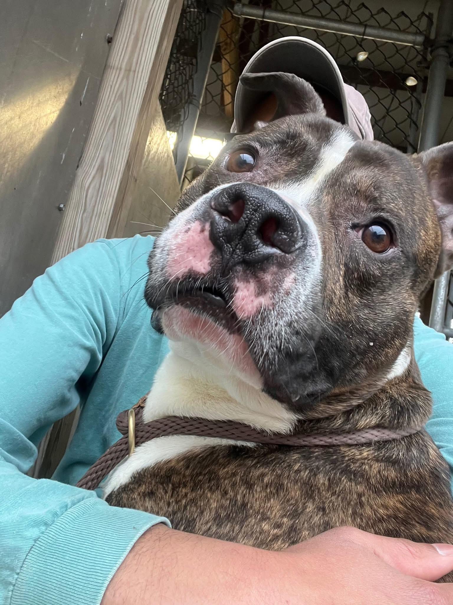 Geno, an adopted Pit Bull Terrier in Chicago, IL image 4/5