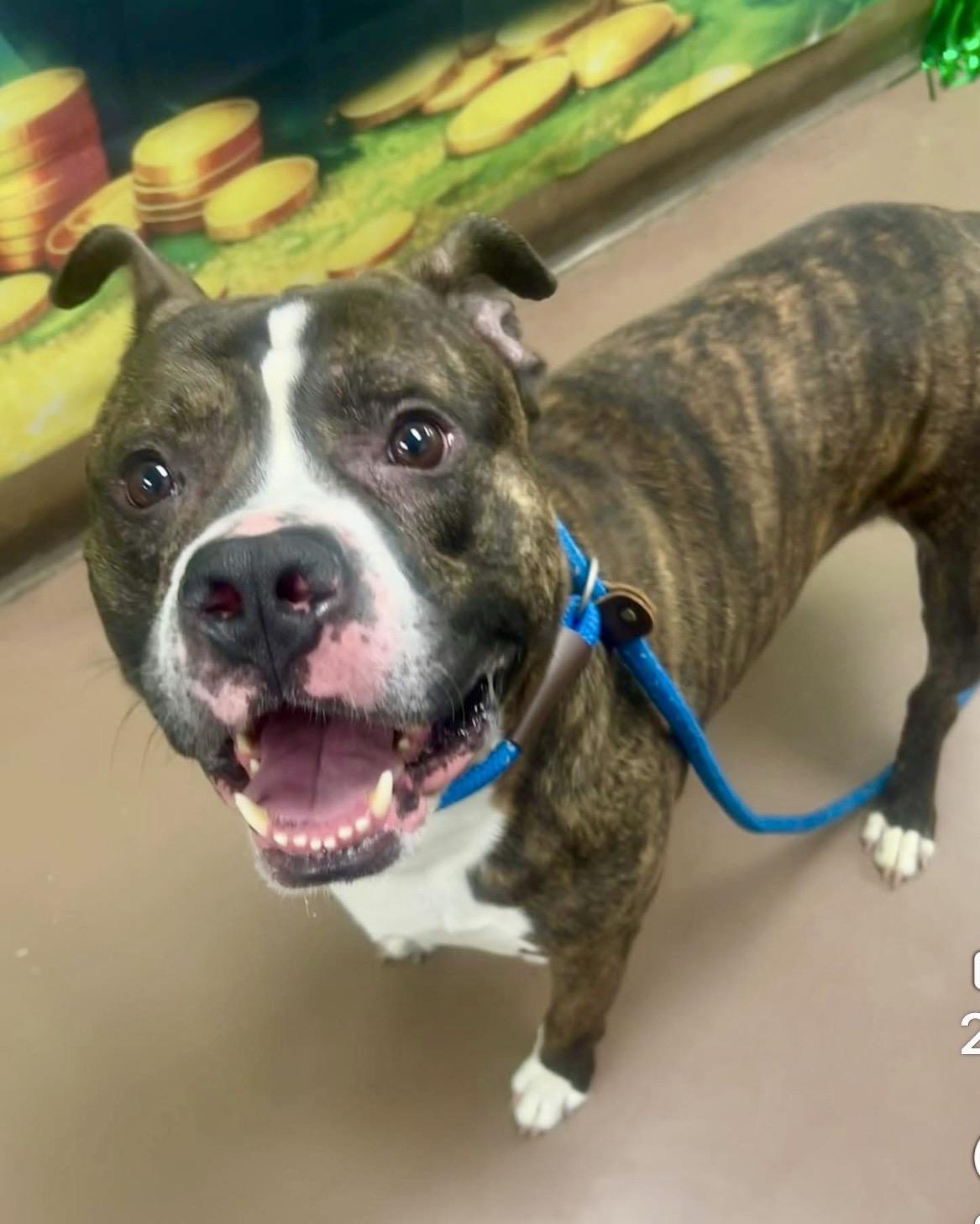 Geno, an adopted Pit Bull Terrier in Chicago, IL image 3/5