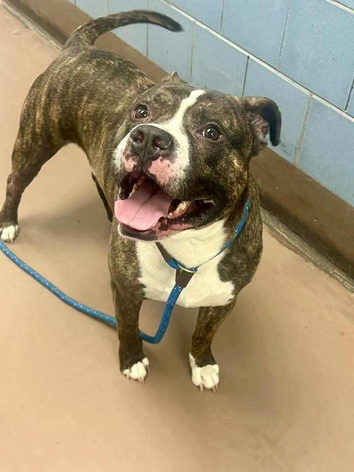 Geno, an adopted Pit Bull Terrier in Chicago, IL image 1/5