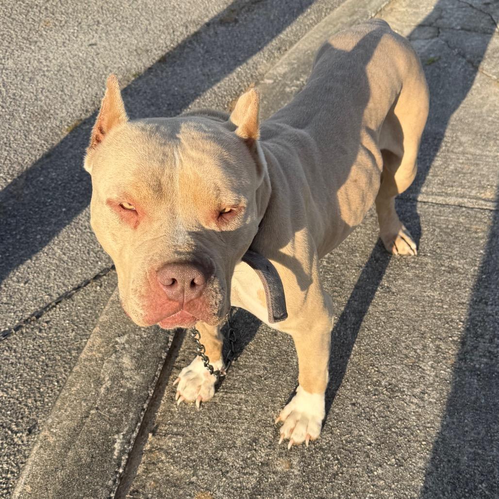 Hazel, Adoptable, Adult Female Pit Bull Terrier.