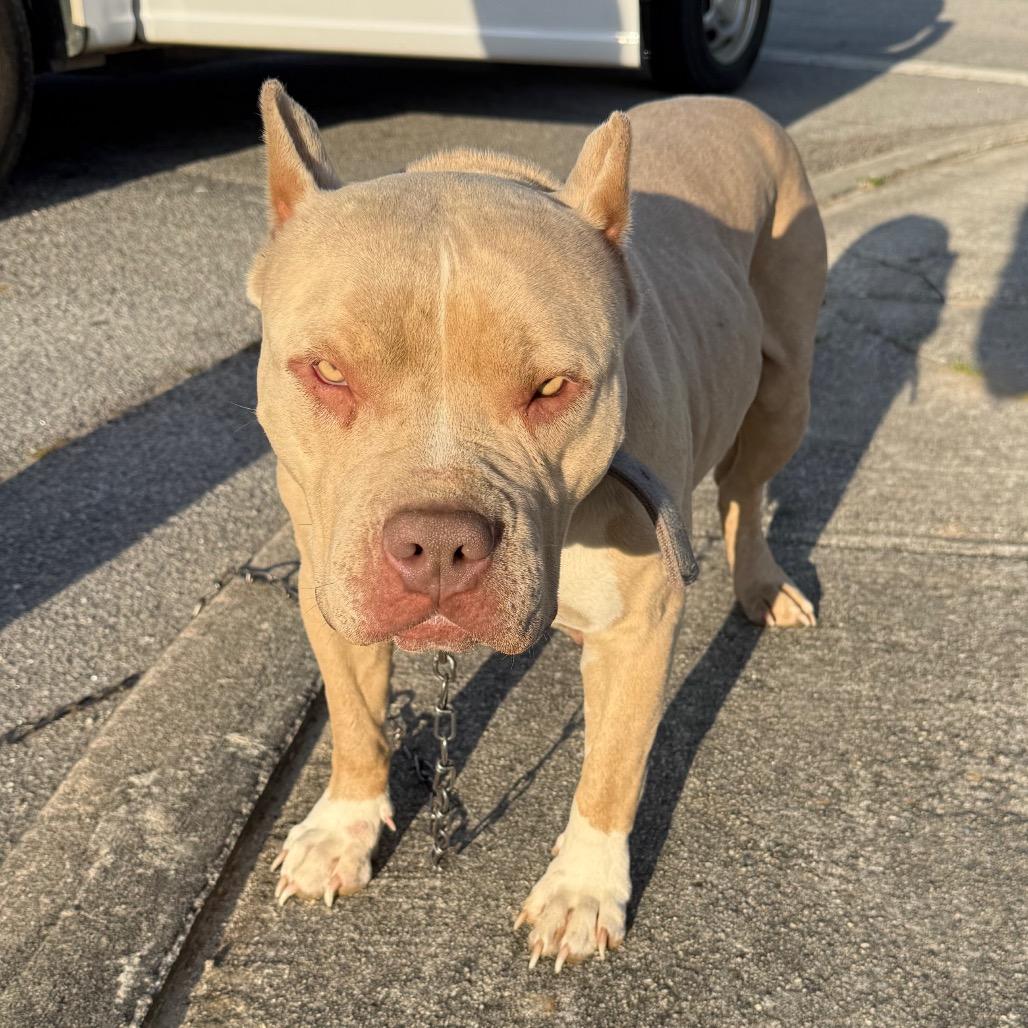 Enlarge Hazel, a Adoptable Pit Bull Terrier in Millen, GA image 2/2