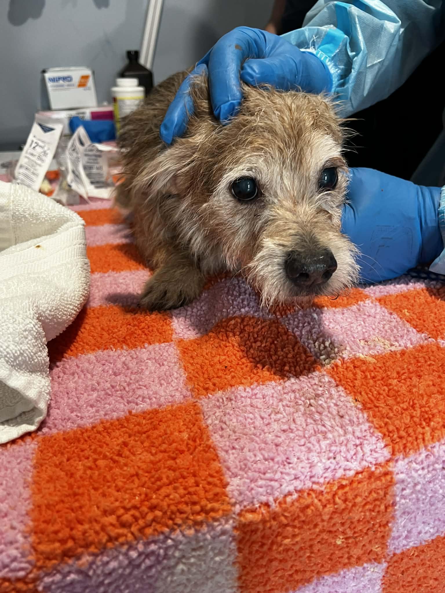 Ferris, Adoptable, Senior Male Wire Fox Terrier.