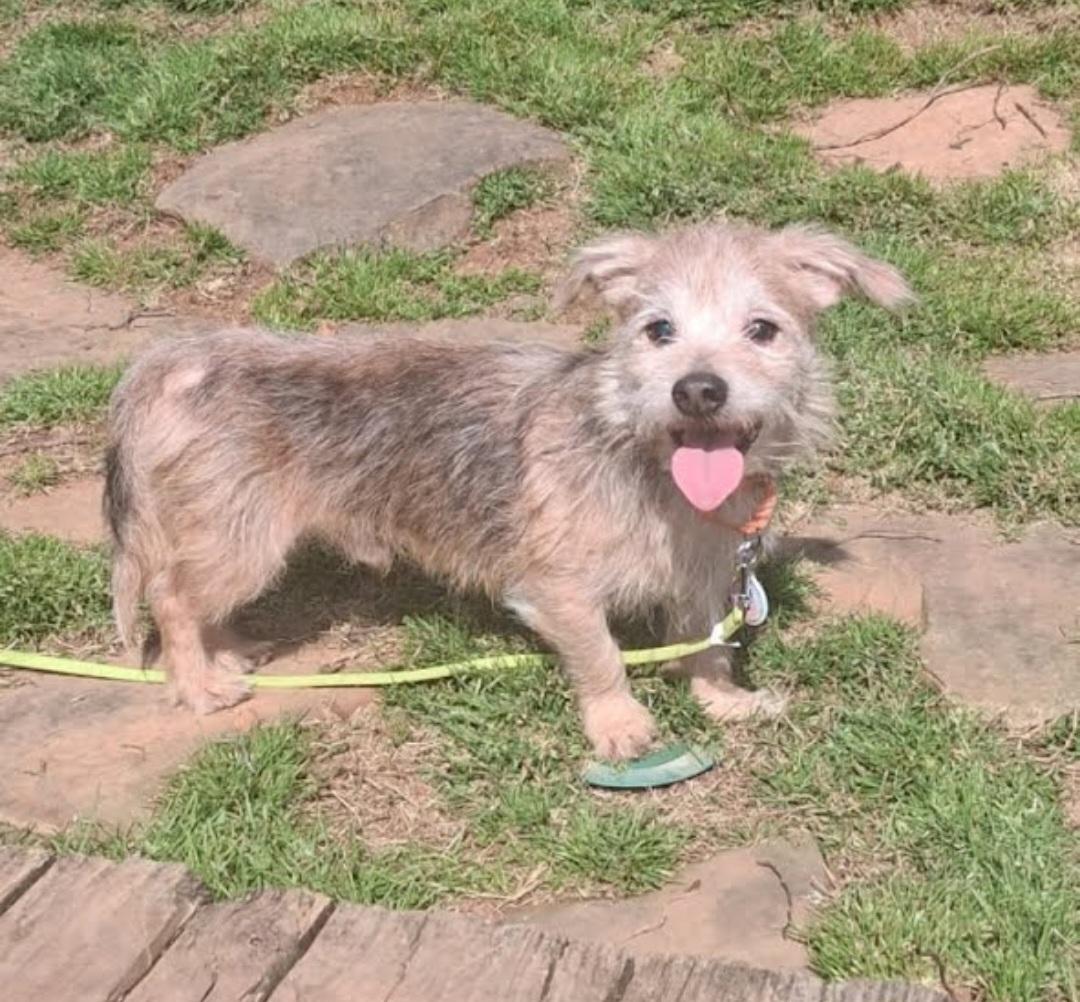 Enlarge Ferris, a Adoptable mixed breed in Knoxville, TN image 1/6