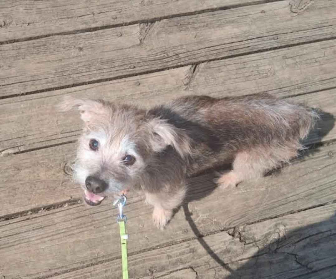 Enlarge Ferris, a Adoptable mixed breed in Knoxville, TN image 2/6