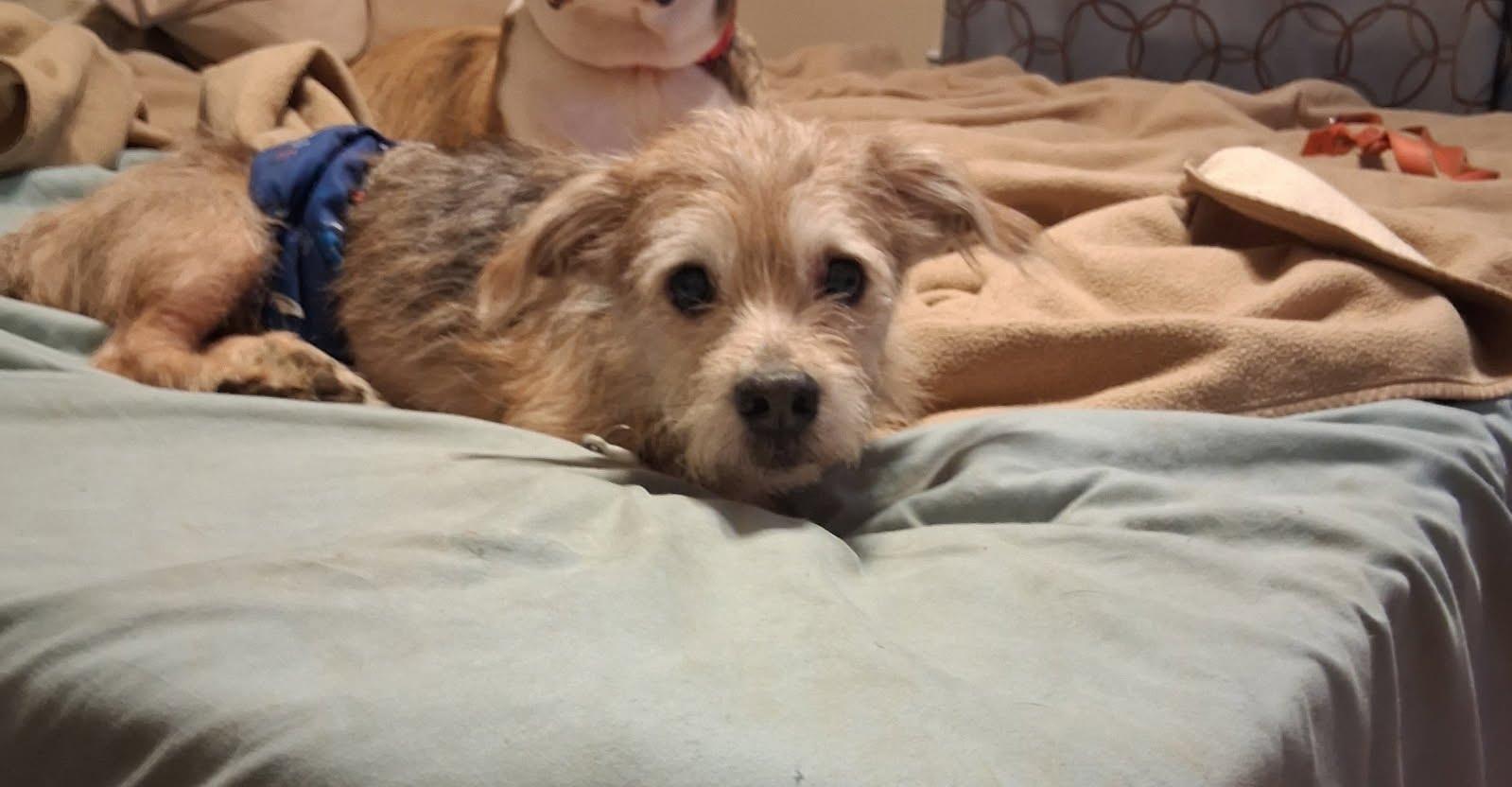 Enlarge Ferris, a Adoptable mixed breed in Knoxville, TN image 4/6