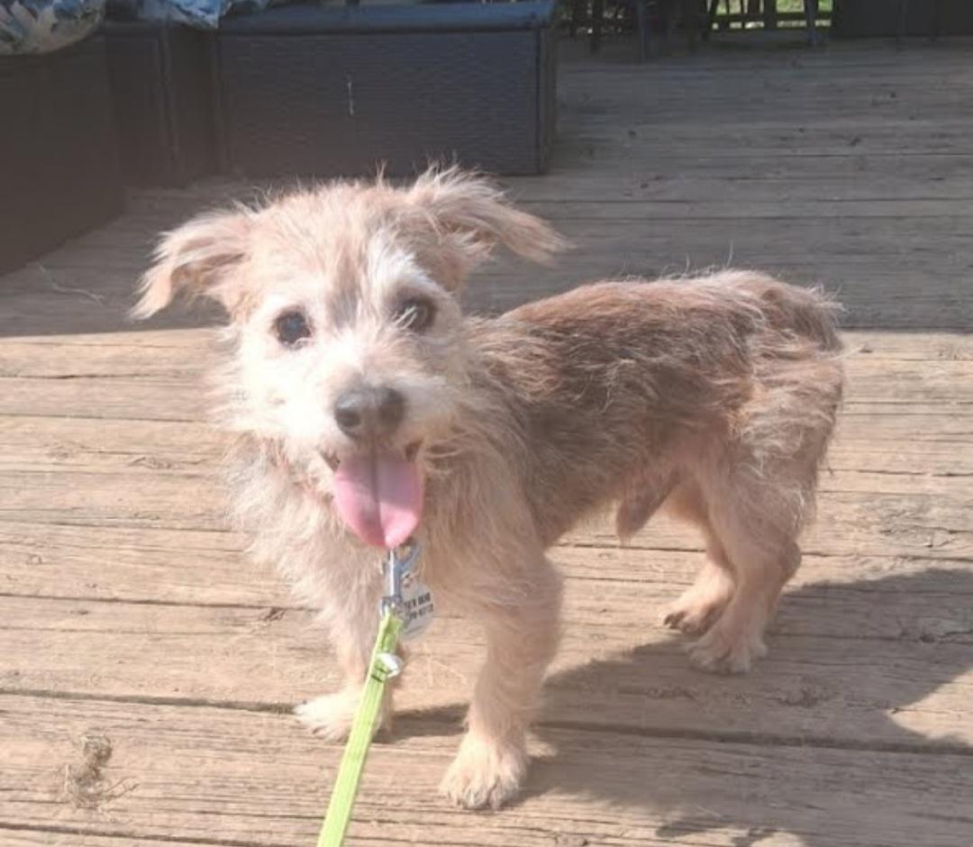 Enlarge Ferris, a Adoptable mixed breed in Knoxville, TN image 6/6