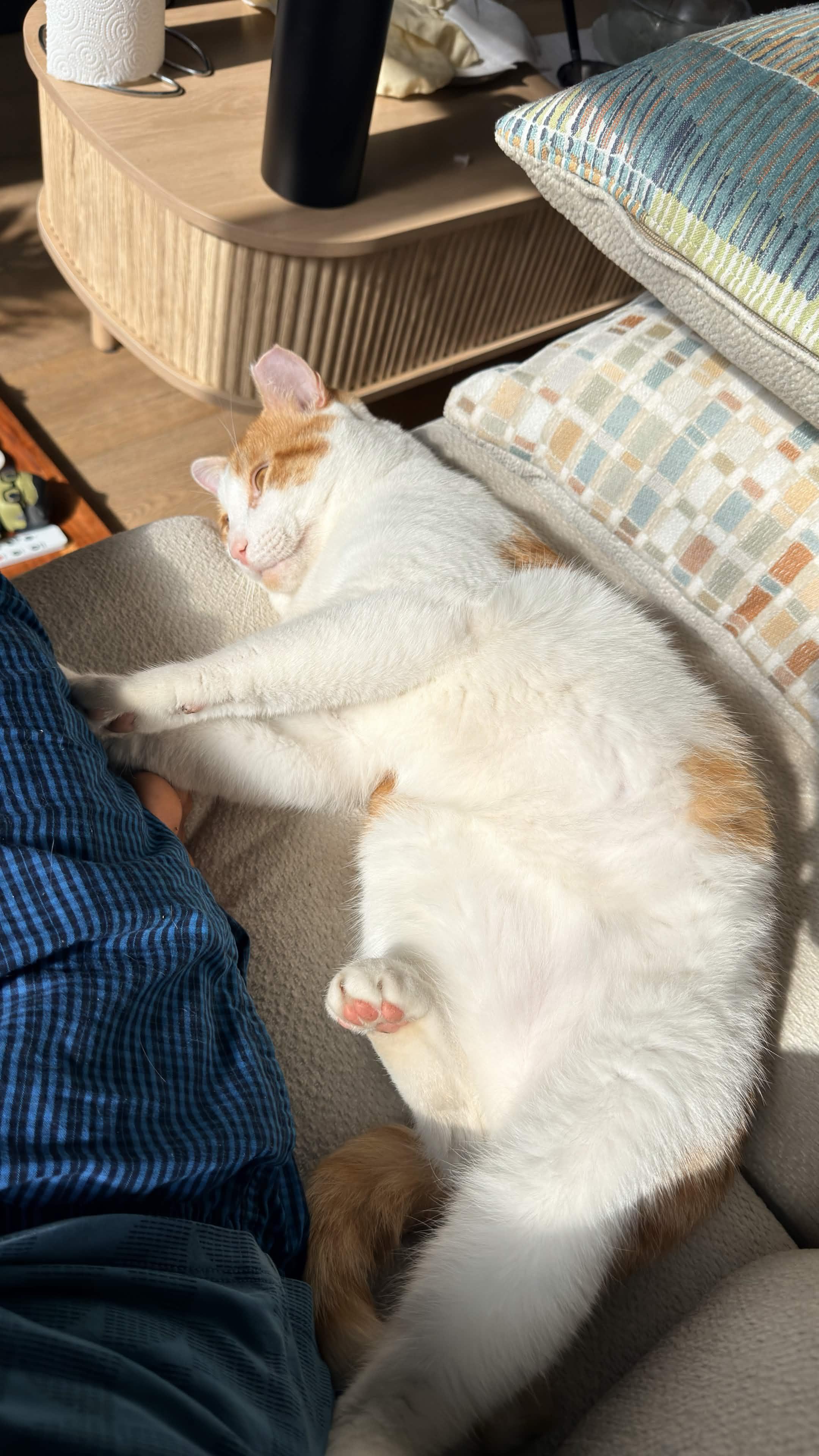 Mango, a Adoptable Domestic Short Hair in Weehawken, NJ image 5/6