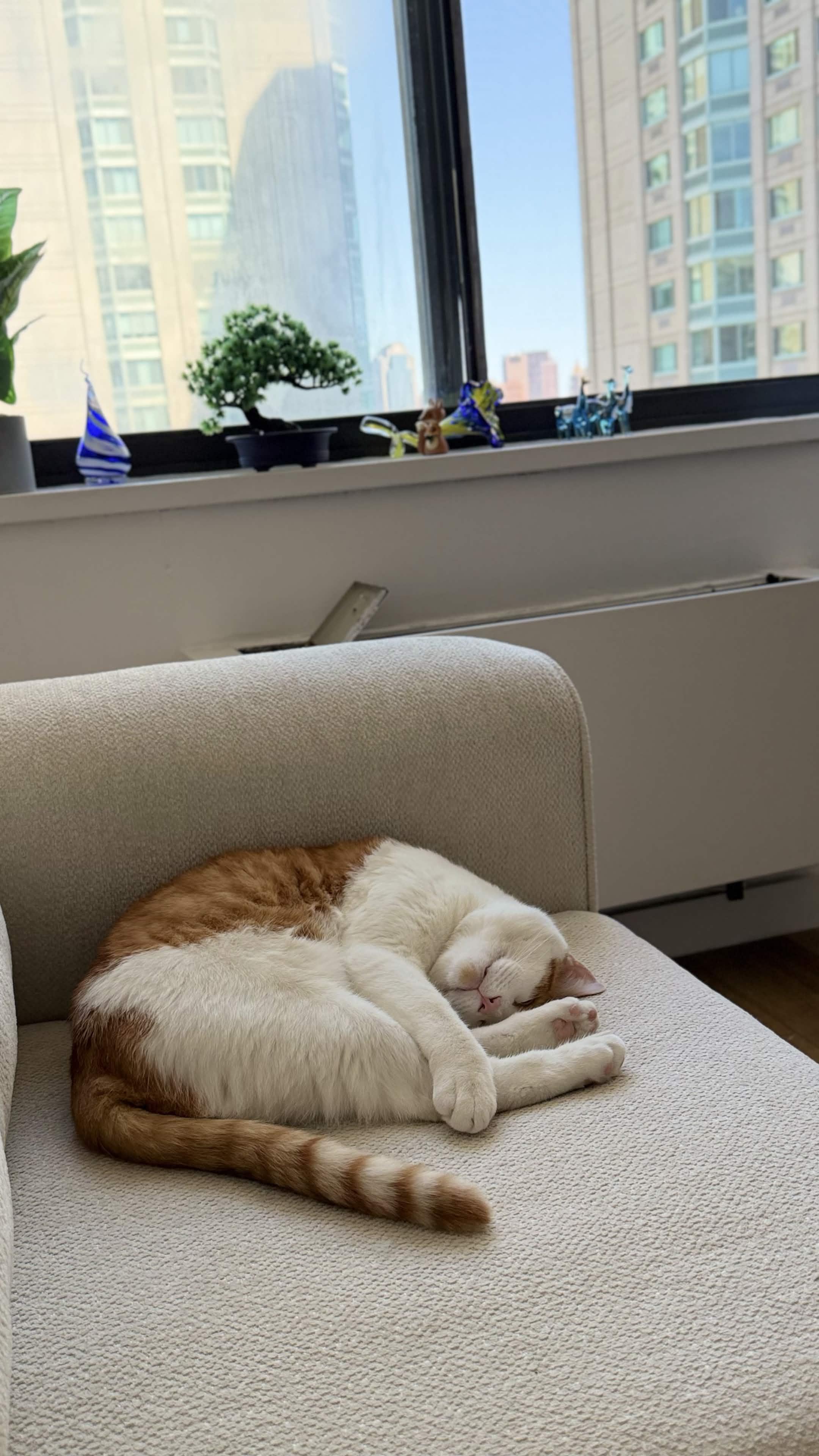 Mango, a Adoptable Domestic Short Hair in Weehawken, NJ image 6/6