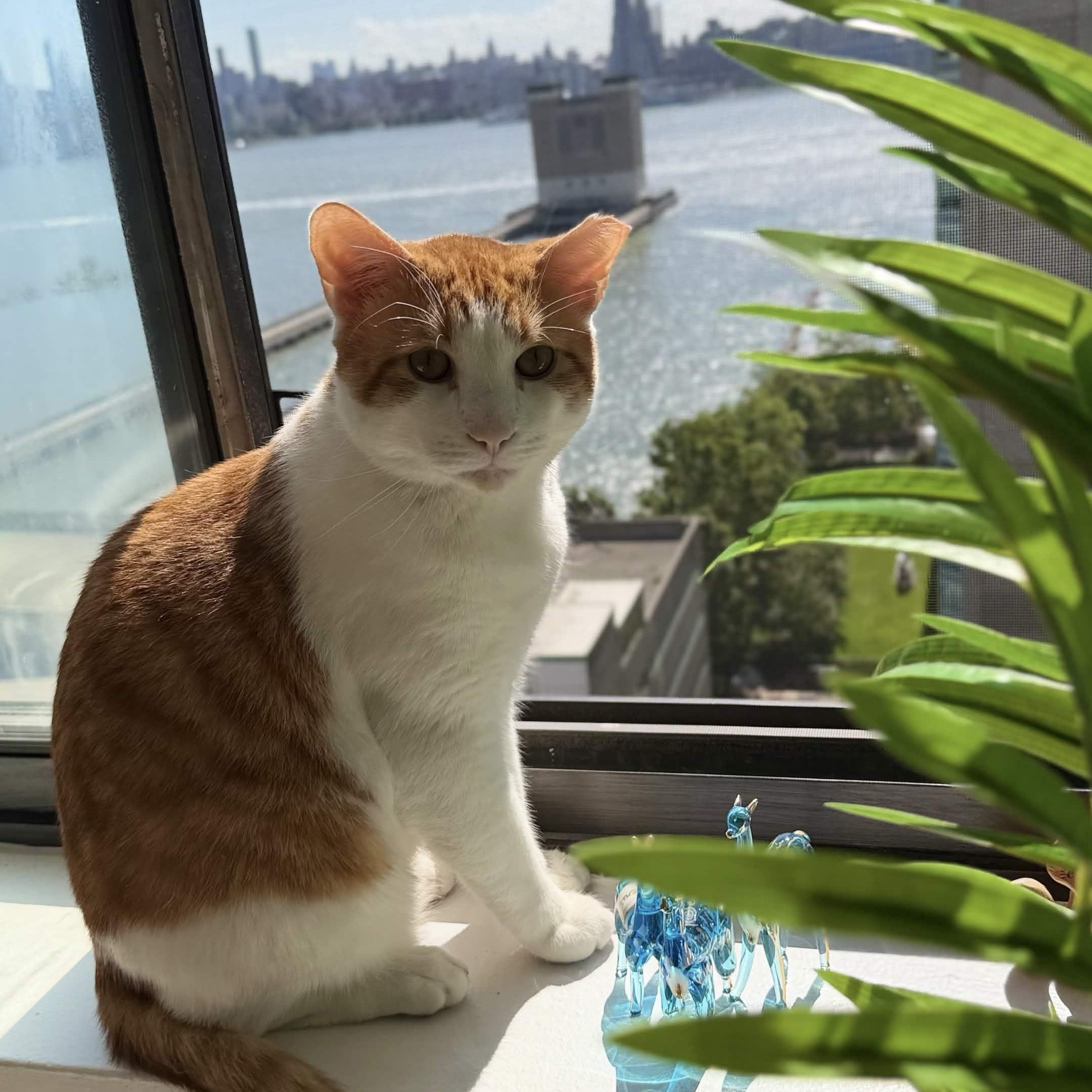 Mango, Adoptable, Adult Male Domestic Short Hair.