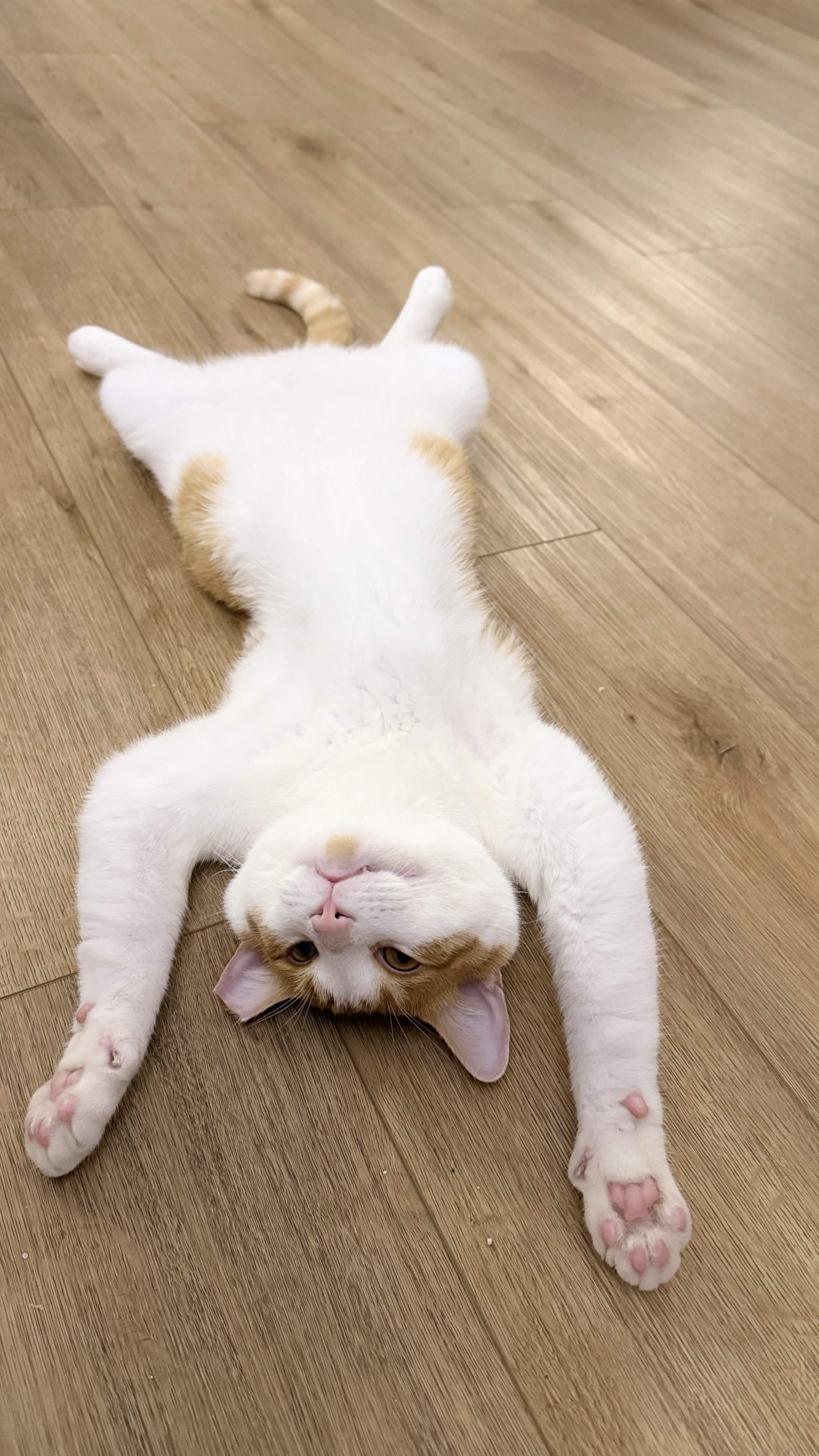 Mango, a Adoptable Domestic Short Hair in Weehawken, NJ image 4/6