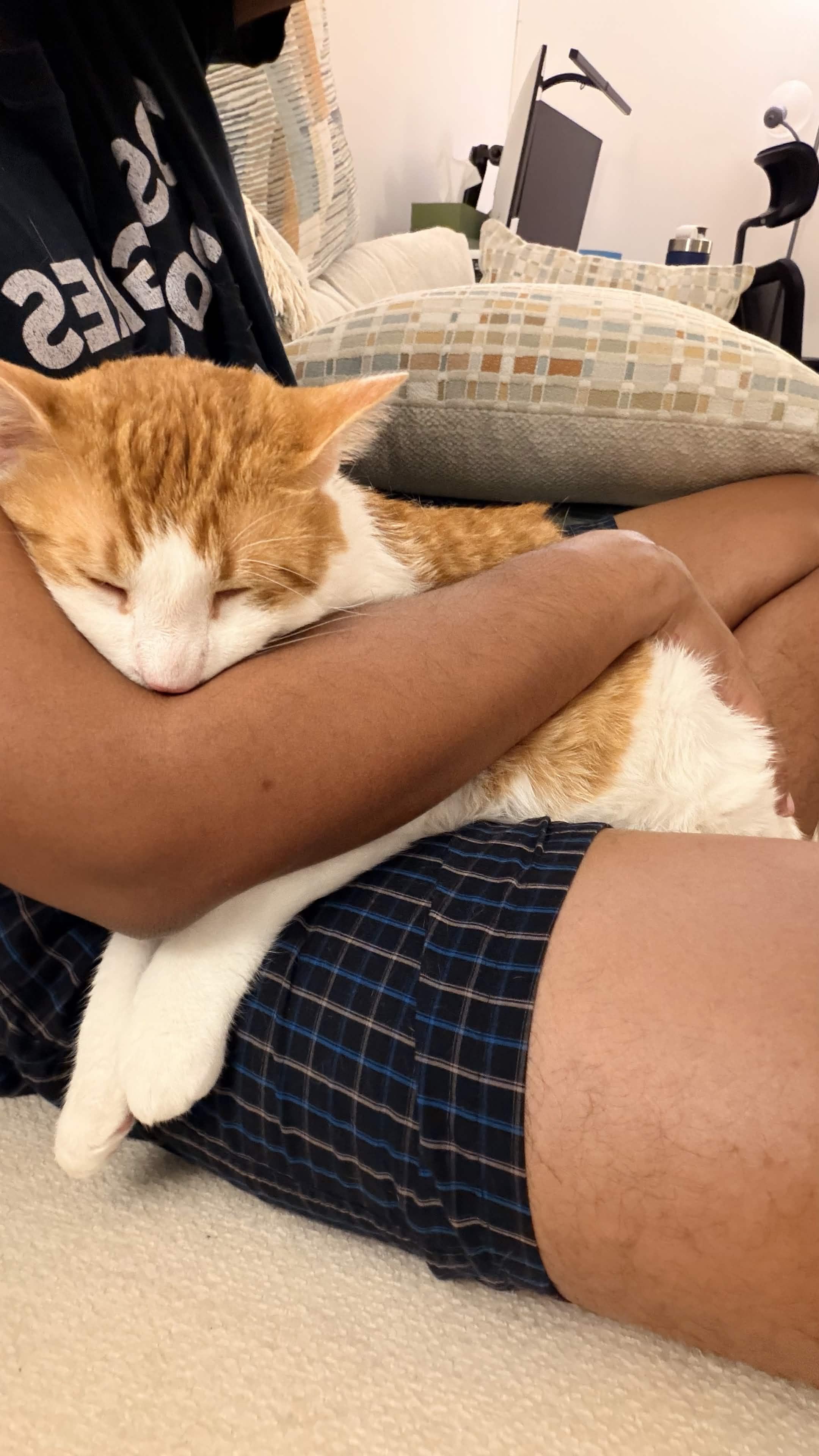 Mango, a Adoptable Domestic Short Hair in Weehawken, NJ image 3/6