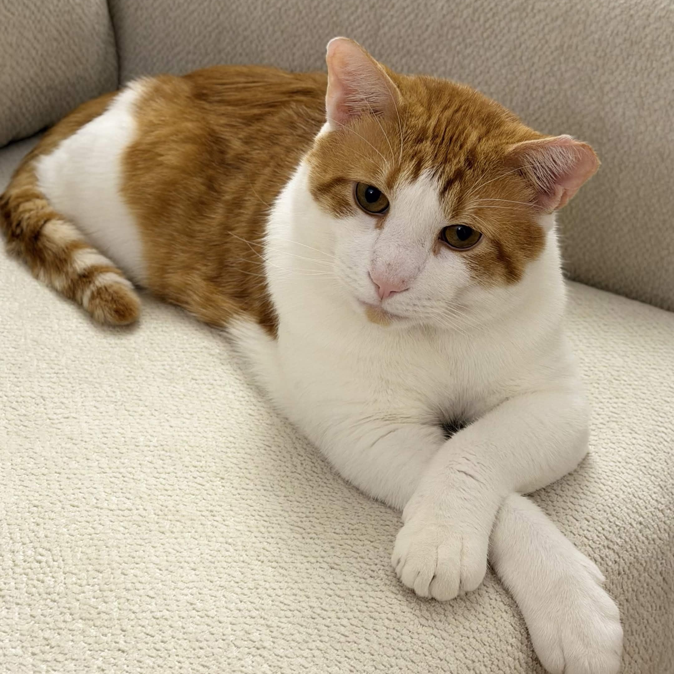 Mango, a Adoptable Domestic Short Hair in Weehawken, NJ image 2/6