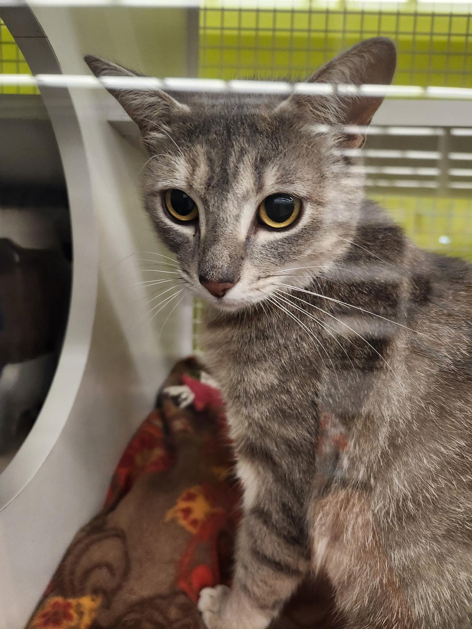 Merlot *, Adoptable, Adult Female Tabby.