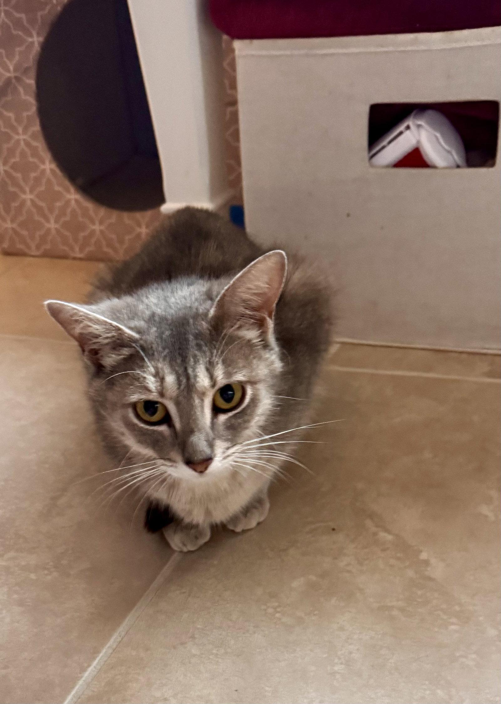 Enlarge Merlot *, a Adoptable Tabby in Royal Palm Beach, FL image 2/3