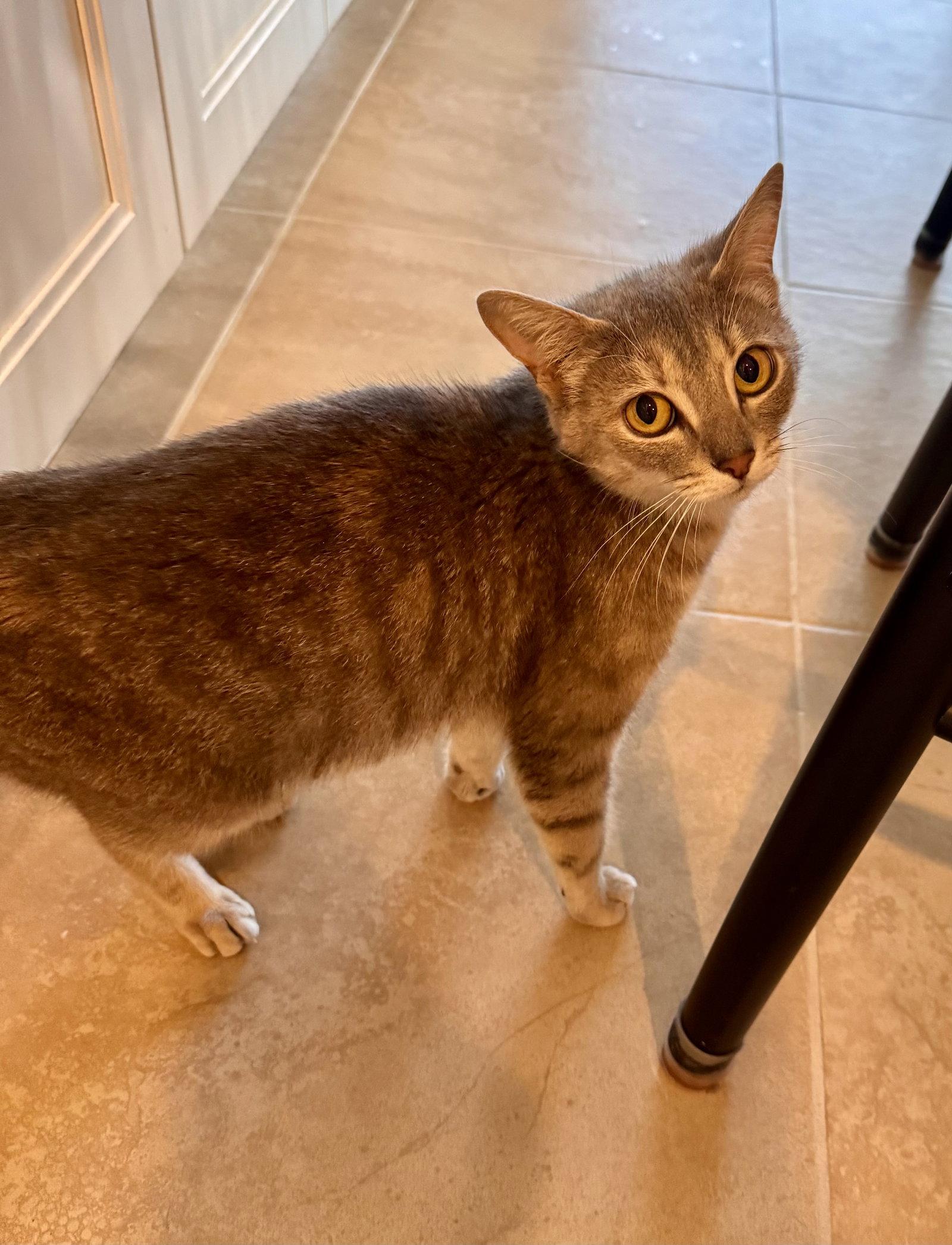 Enlarge Merlot *, a Adoptable Tabby in Royal Palm Beach, FL image 3/3