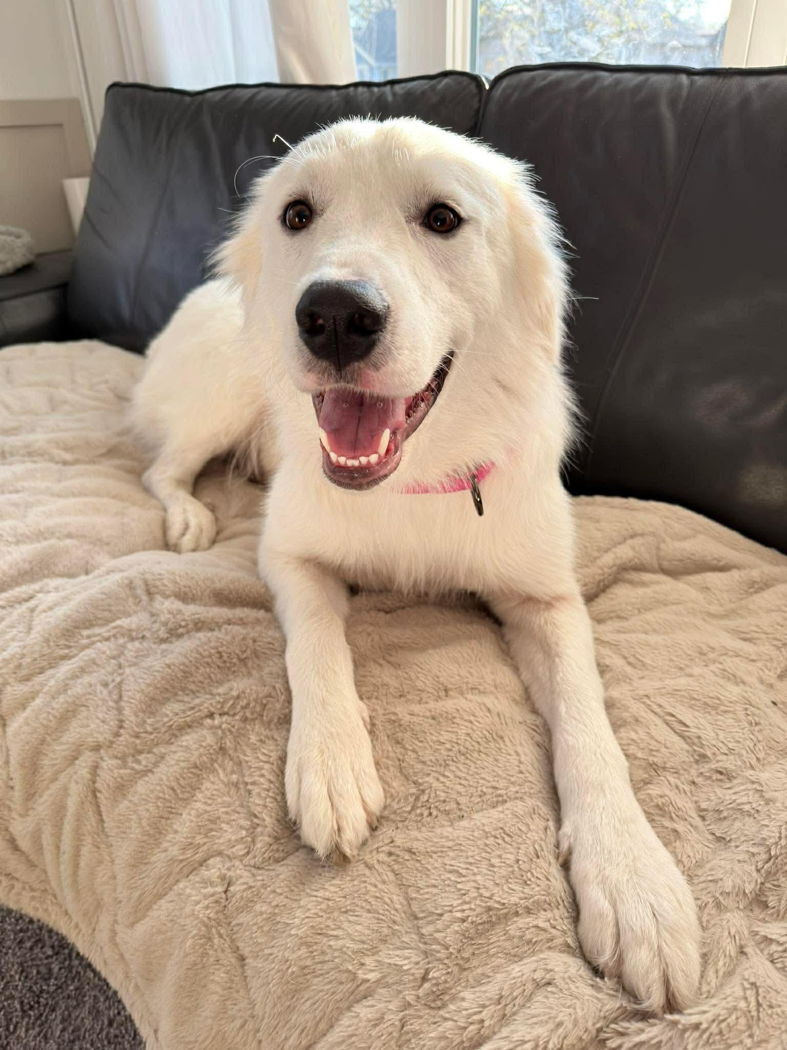 Sheva, Adoptable, Young Female Golden Retriever & Great Pyrenees.