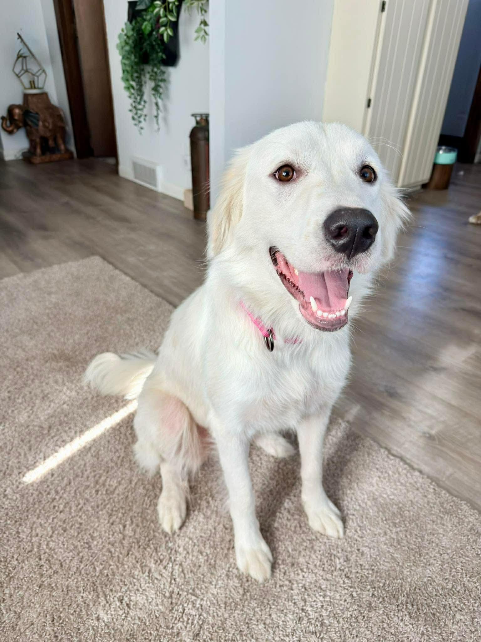 Sheva, a Adoptable mixed breed in Minneapolis, MN image 2/3