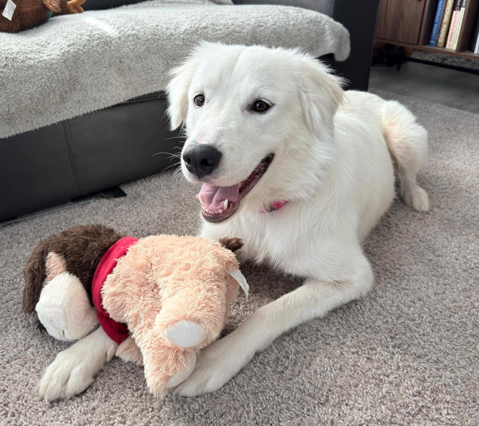 Sheva, a Adoptable mixed breed in Minneapolis, MN image 3/3