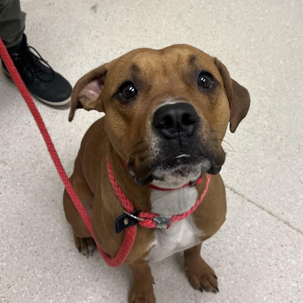 Kuma, Adoptable, Young Male Mixed Breed.