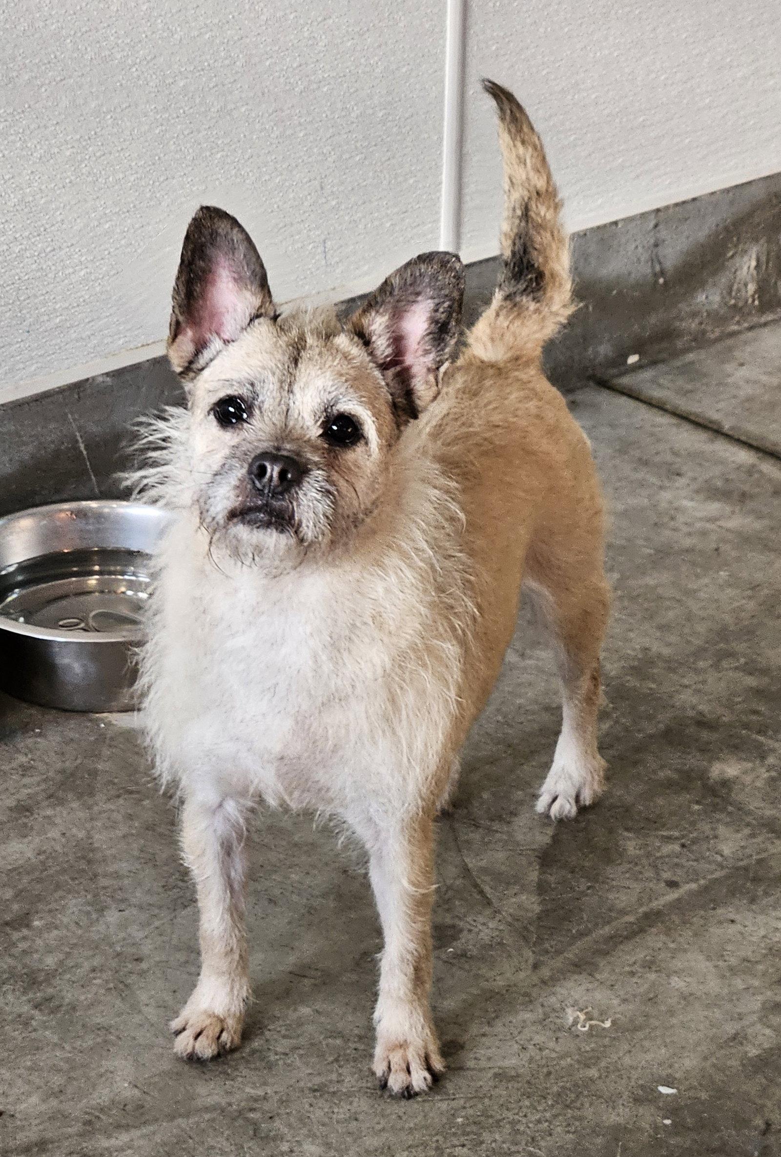 HEEDONG, Adoptable, Young Female French Bulldog & Brussels Griffon.