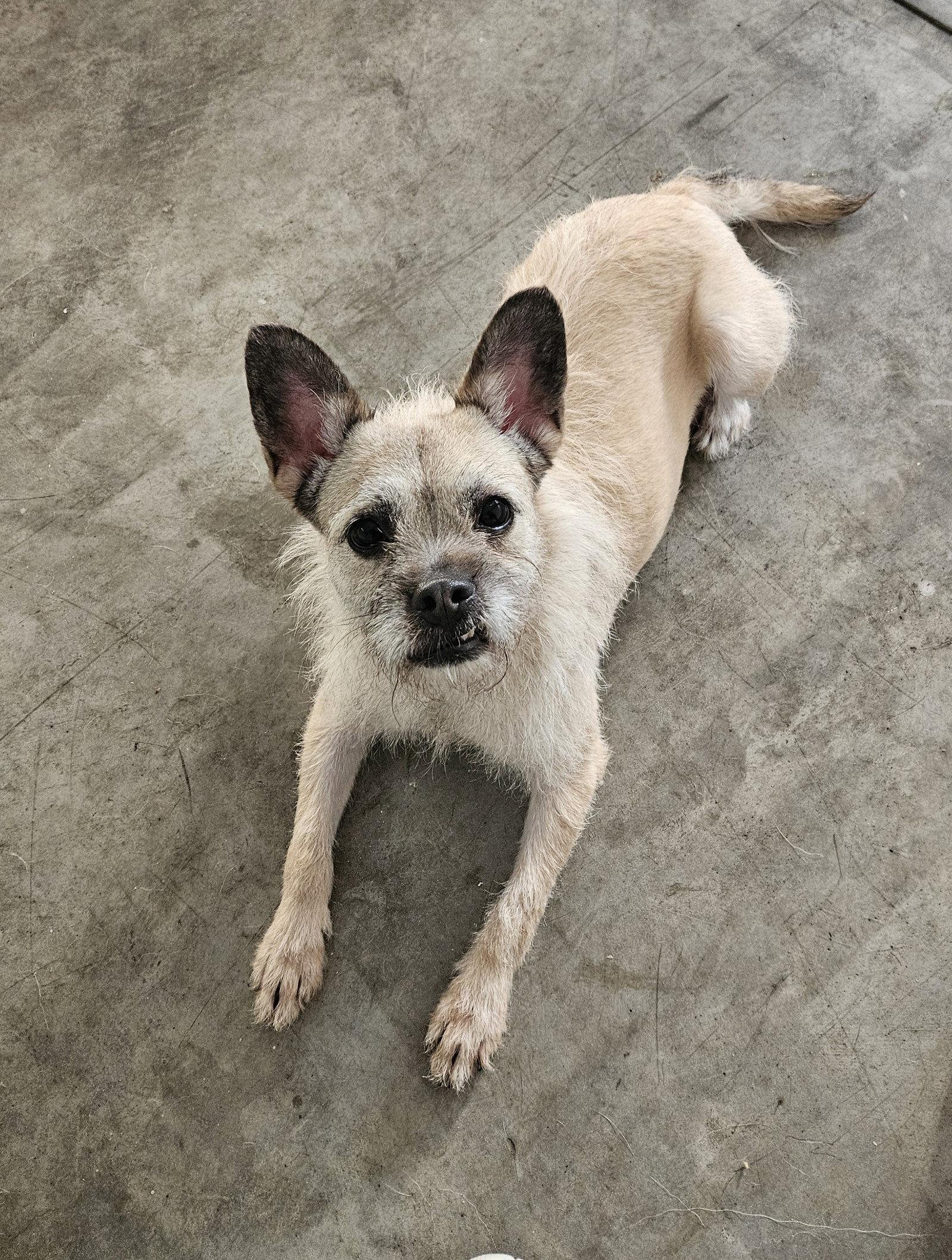 Enlarge HEEDONG, a Adoptable mixed breed in Agoura Hills, CA image 2/3