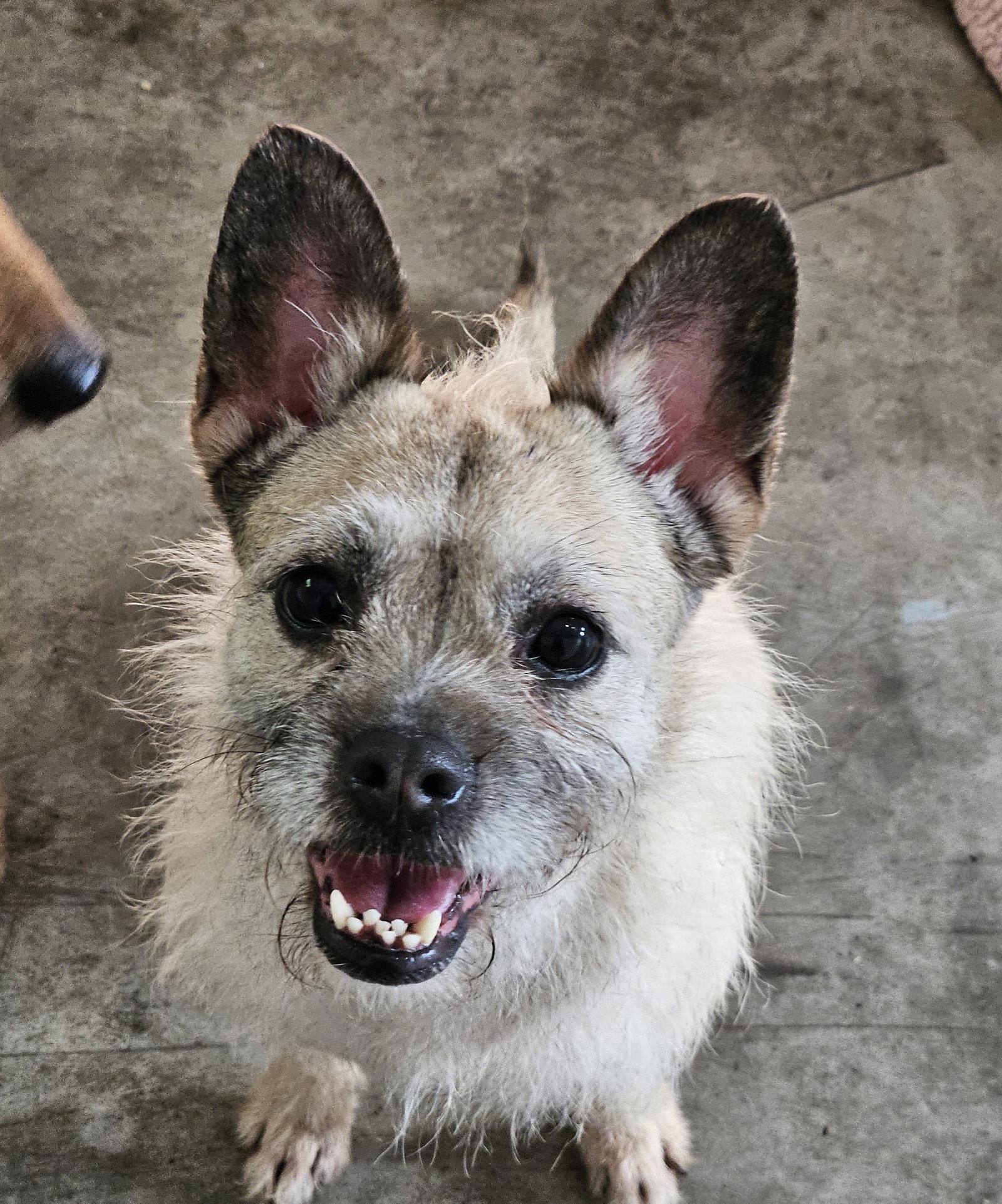 Enlarge HEEDONG, a Adoptable mixed breed in Agoura Hills, CA image 3/3
