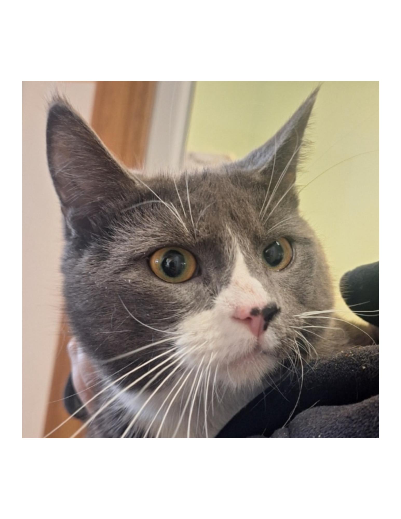 Ollie, adopted, Young Male Domestic Short Hair.