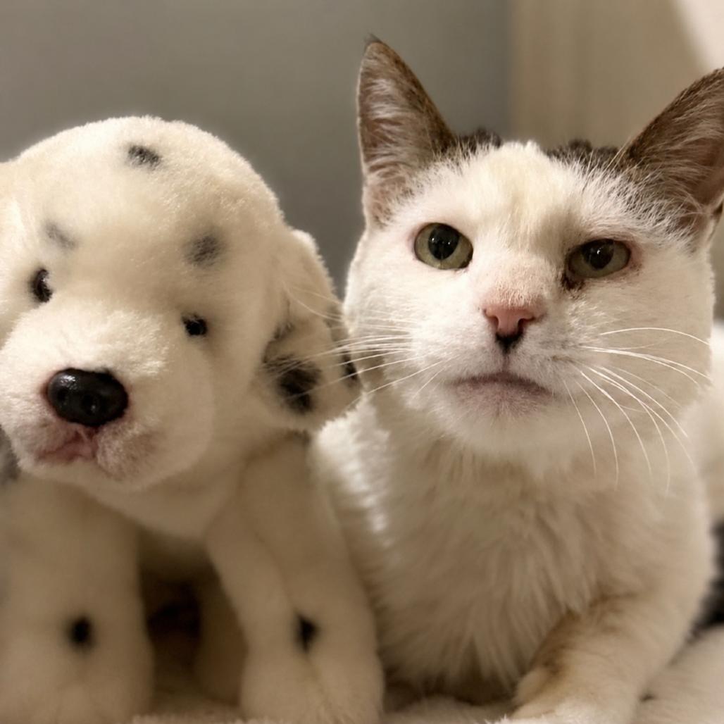 Enlarge Patches, a Adoptable mixed breed in Bountiful, UT image 1/1