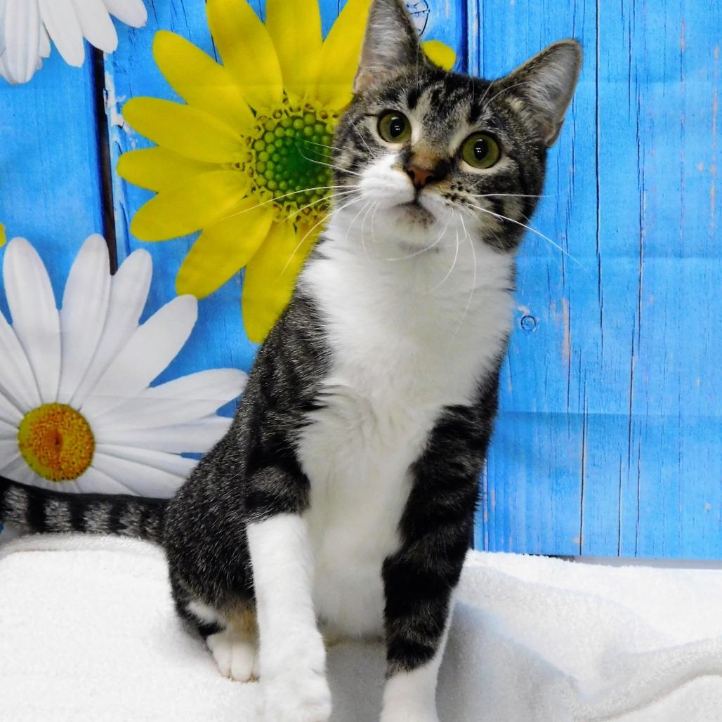 Storm, Adoptable, Adult Female Domestic Short Hair.