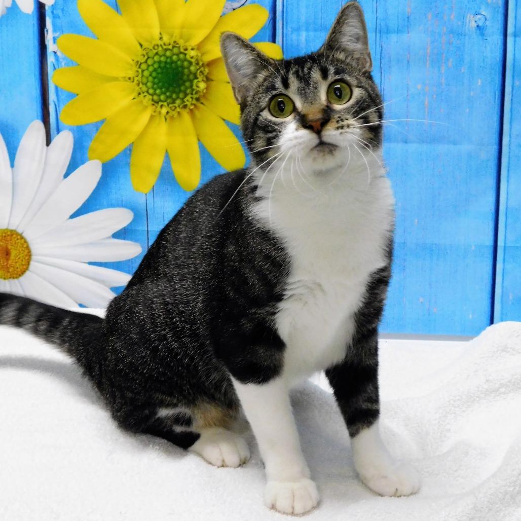 Enlarge Storm, a Adoptable Domestic Short Hair in Canton, IL image 2/6
