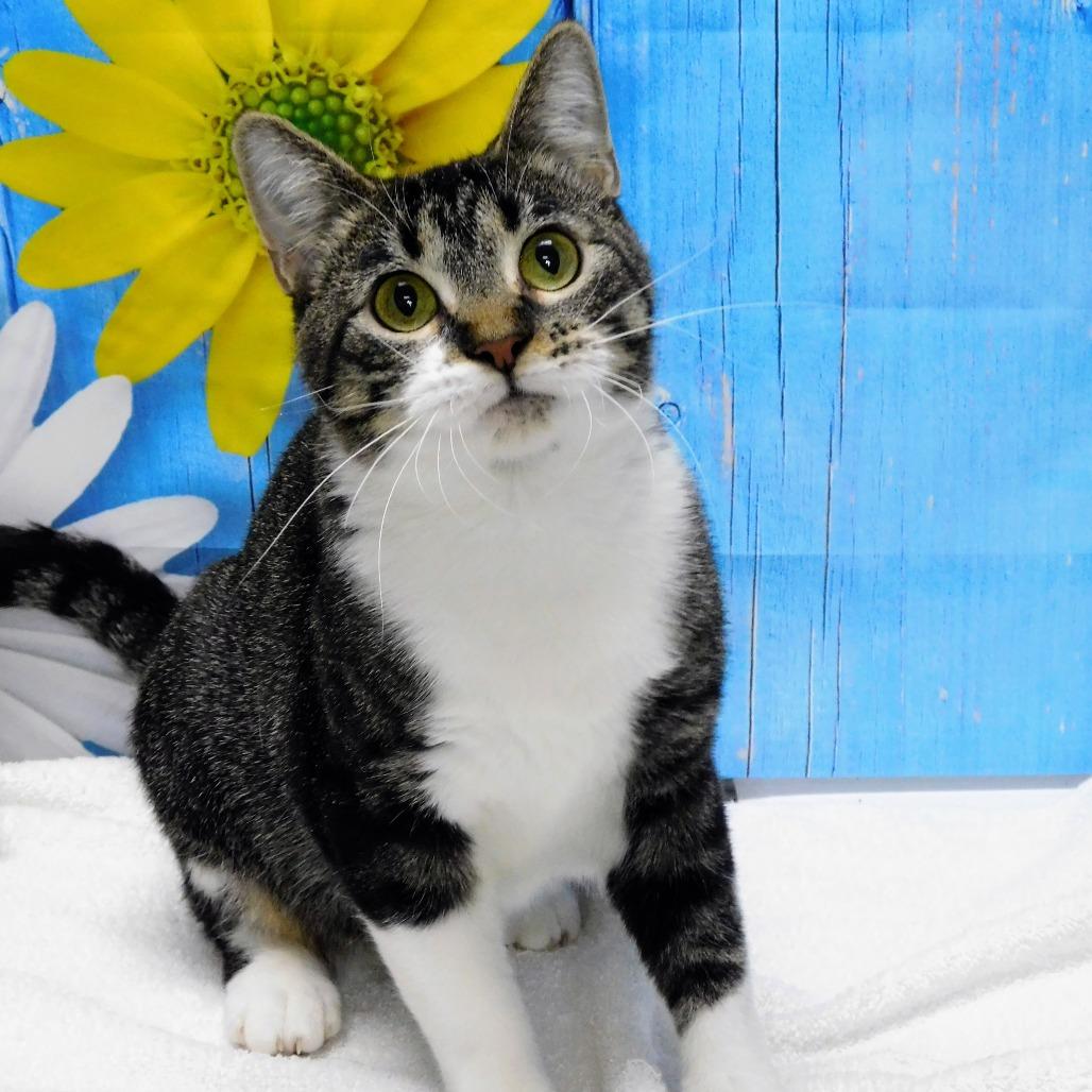 Enlarge Storm, a Adoptable Domestic Short Hair in Canton, IL image 3/6