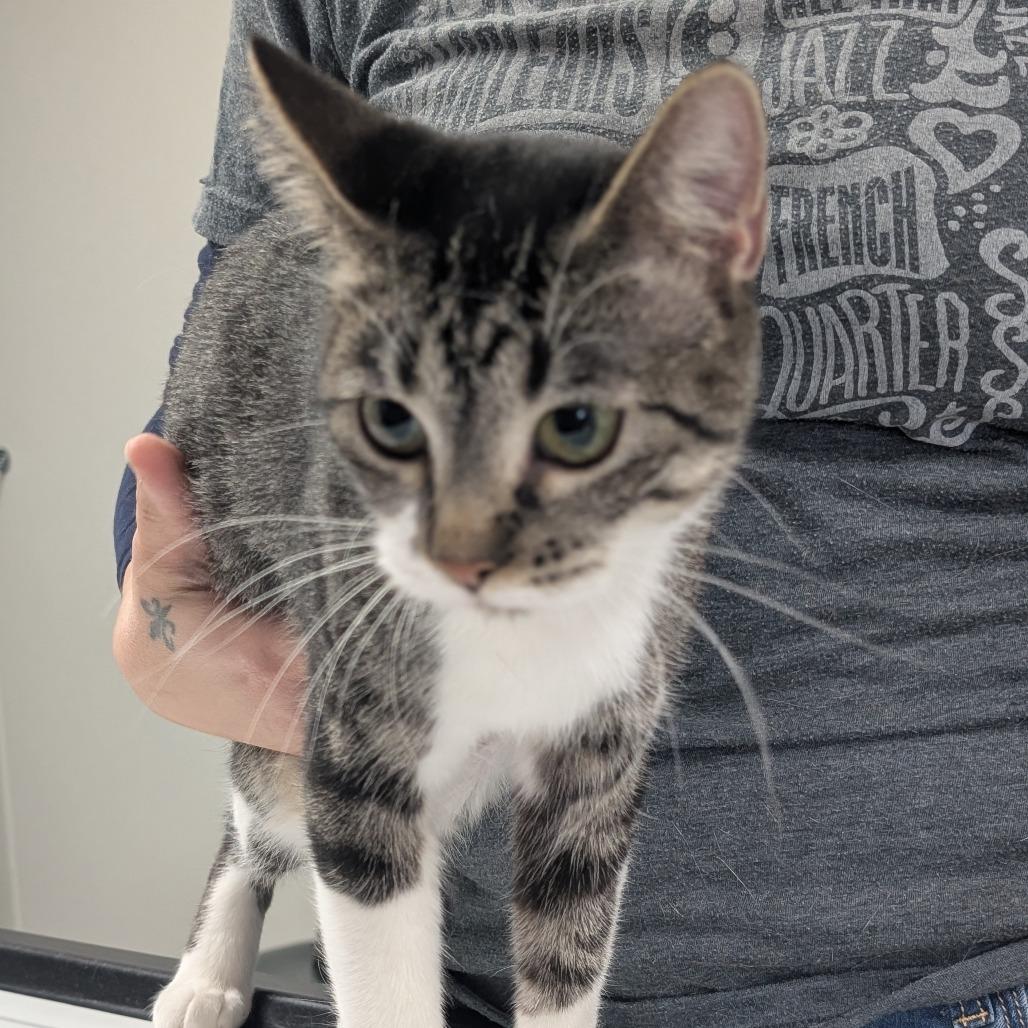 Enlarge Storm, a Adoptable Domestic Short Hair in Canton, IL image 4/6