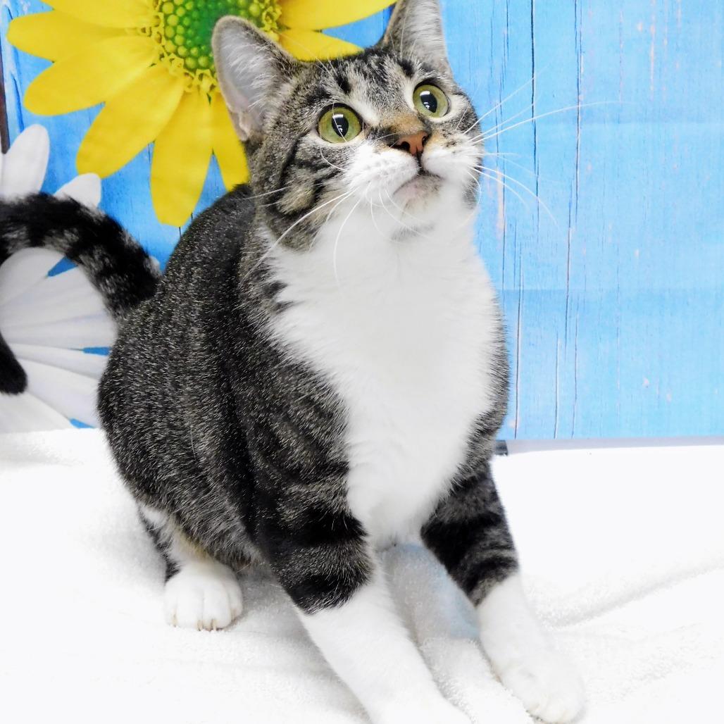 Enlarge Storm, a Adoptable Domestic Short Hair in Canton, IL image 5/6