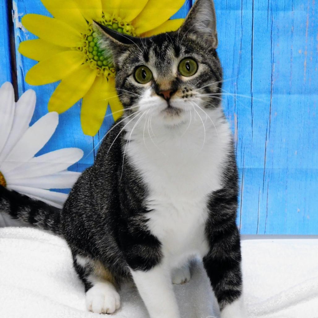 Enlarge Storm, a Adoptable Domestic Short Hair in Canton, IL image 6/6