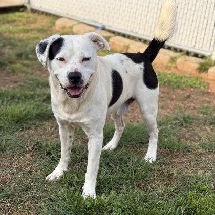 Gizmo, ADOPTABLE, Adult Male Terrier.
