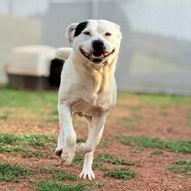 Enlarge Gizmo, a ADOPTABLE mixed breed in Martinsville, VA image 2/2