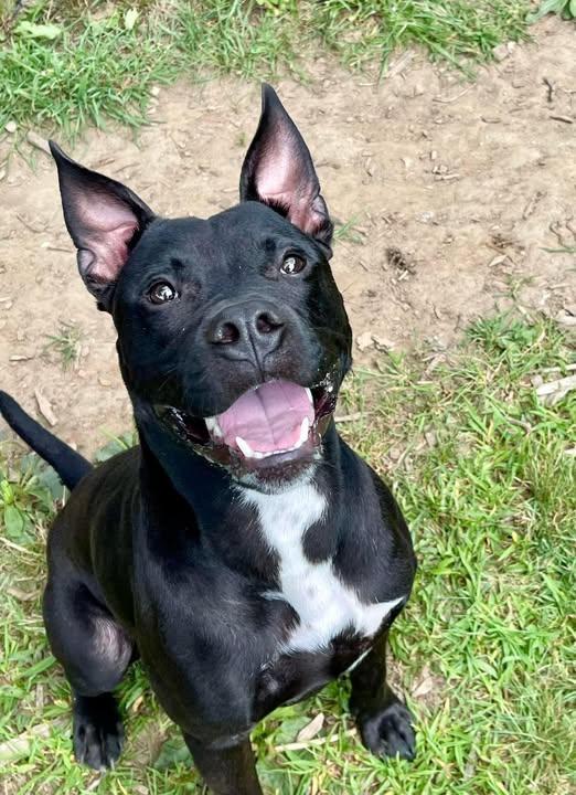 Enlarge MARINA, a Adoptable mixed breed in Buffalo, NY image 4/6