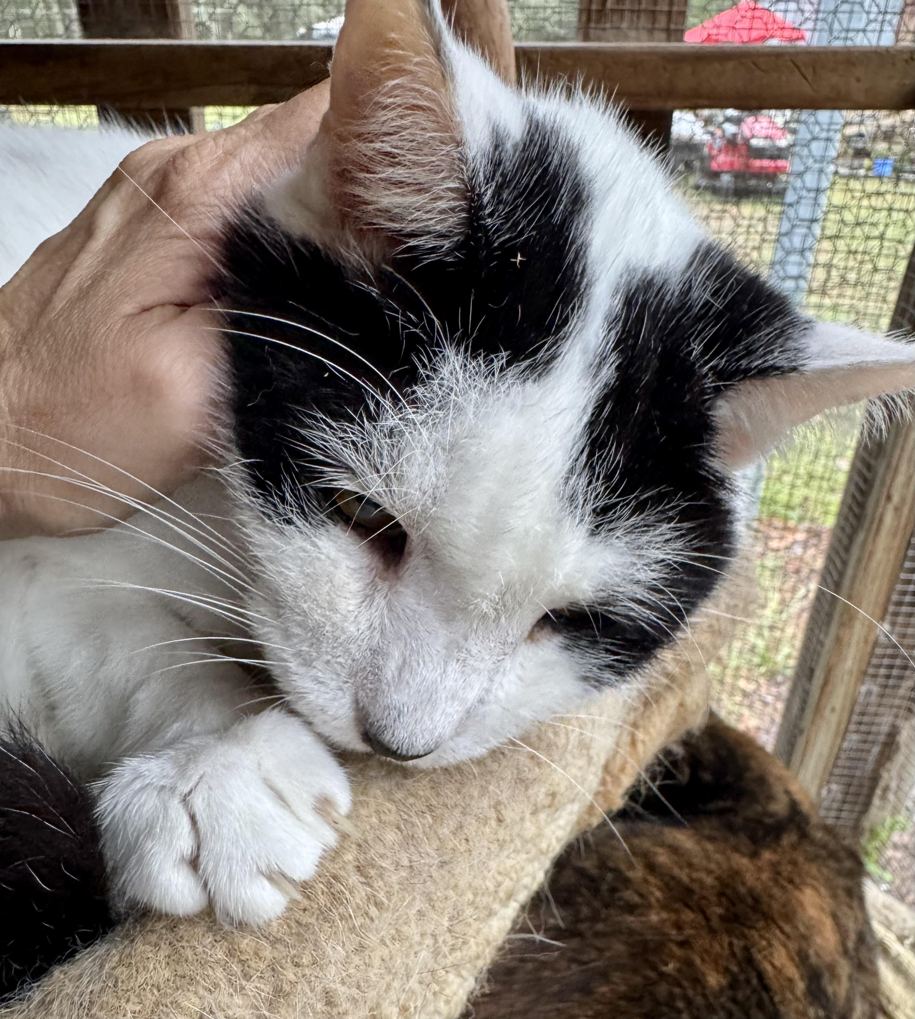 Yasu, a Adoptable Domestic Medium Hair in Tallahassee, FL image 6/6